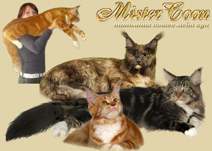 Мейн кун котята питомника Мистер Кун (MisterCoon) Reklama_13