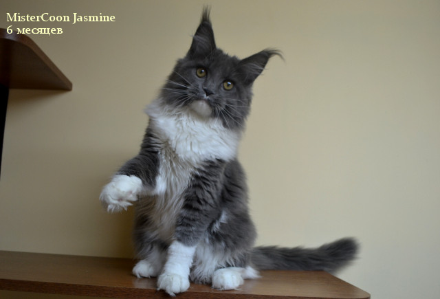 Мейн кун котята питомника Мистер Кун (MisterCoon) Jasmine6m_03