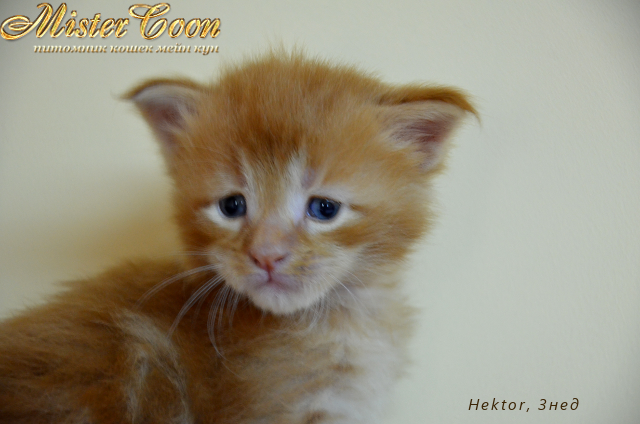 http://mistercoon.ru/images/stories/1SITE/Kitten/2012g/H/Hektor/Hektor3n_03.png