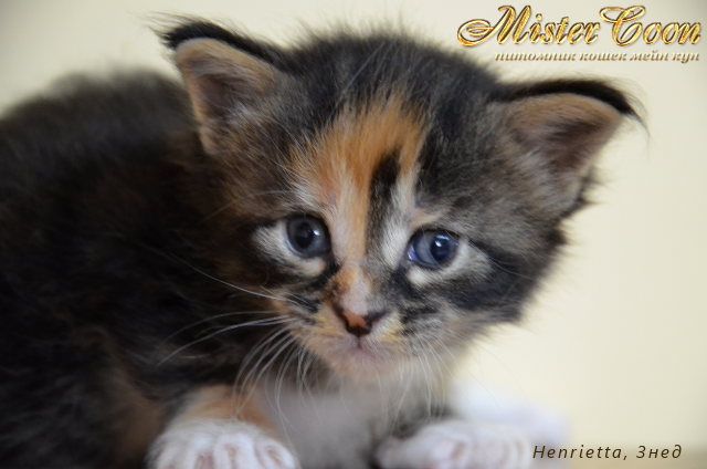 http://mistercoon.ru/images/stories/1SITE/Kitten/2012g/H/Henrietta/Henrietta3n_01.png