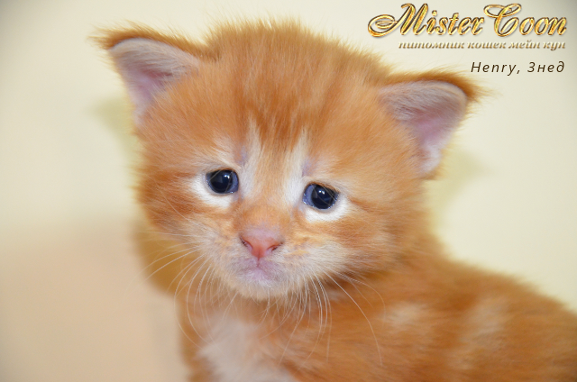 http://mistercoon.ru/images/stories/1SITE/Kitten/2012g/H/Henry/Henry3n_01.png