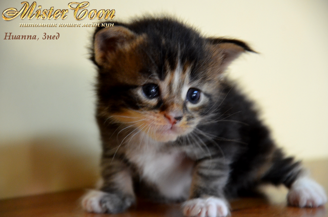 http://mistercoon.ru/images/stories/1SITE/Kitten/2012g/H/Huanna/Huanna3n_03.png
