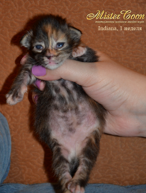 http://mistercoon.ru/images/stories/1SITE/Kitten/2012g/I/Indiana/1n/Indiana1n_03.png