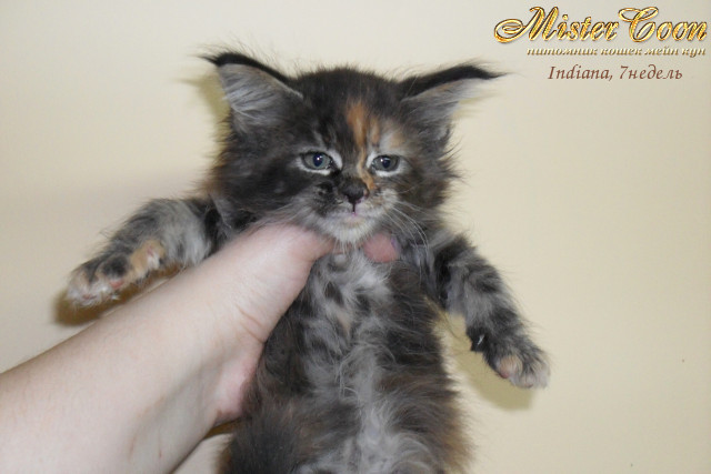 http://mistercoon.ru/images/stories/1SITE/Kitten/2012g/I/Indiana/7n/Indiana7n_03.jpg