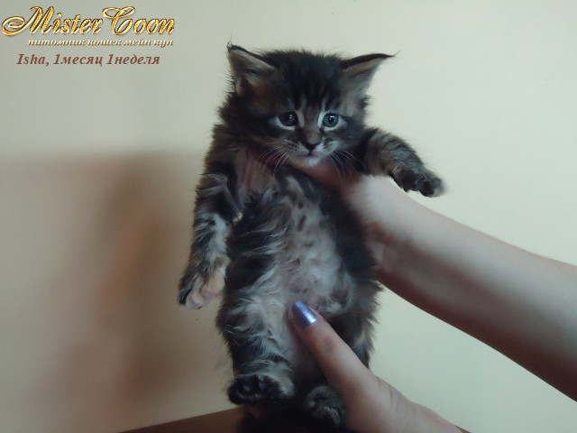 http://mistercoon.ru/images/stories/1SITE/Kitten/2012g/I/Isha/1m1n/Isha1m1n_04.jpg