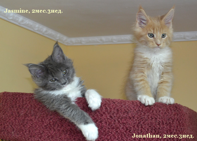 http://mistercoon.ru/images/stories/1SITE/Kitten/2013g/J/0/3/J2m3n01.jpg