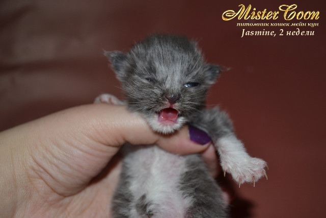 http://mistercoon.ru/images/stories/1SITE/Kitten/2013g/J/Jasmine/2/Jasmine2n_02.jpg