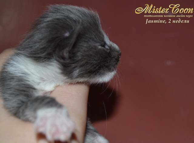 http://mistercoon.ru/images/stories/1SITE/Kitten/2013g/J/Jasmine/2/Jasmine2n_05.jpg