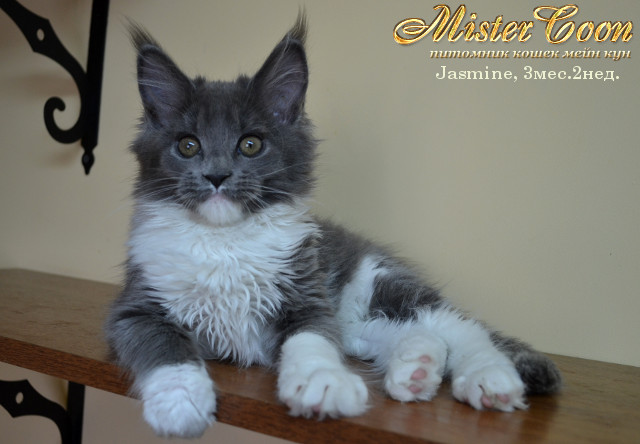 http://mistercoon.ru/images/stories/1SITE/Kitten/2013g/J/Jasmine/4/Jasmine3m2n02.jpg