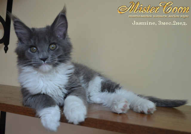 http://mistercoon.ru/images/stories/1SITE/Kitten/2013g/J/Jasmine/4/Jasmine3m2n03.jpg
