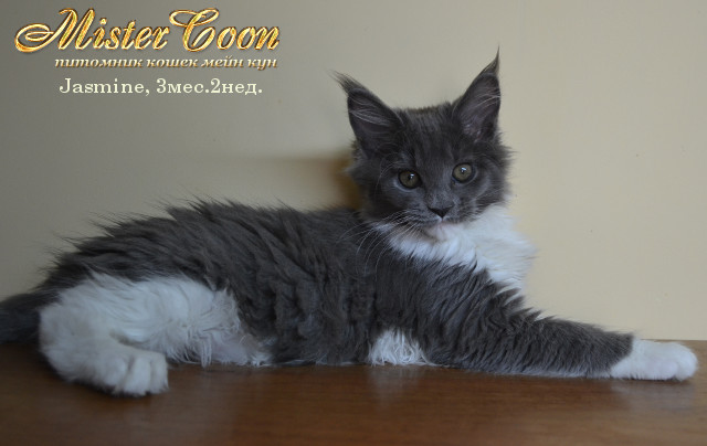 http://mistercoon.ru/images/stories/1SITE/Kitten/2013g/J/Jasmine/4/Jasmine3m2n06.jpg