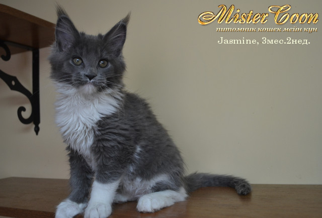 http://mistercoon.ru/images/stories/1SITE/Kitten/2013g/J/Jasmine/4/Jasmine3m2n08.jpg