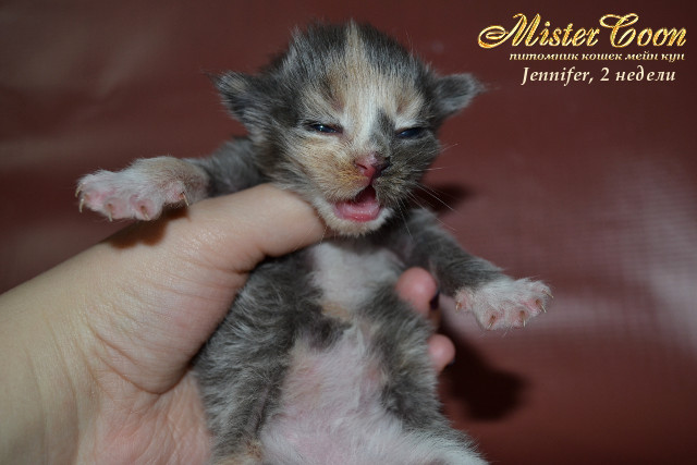http://mistercoon.ru/images/stories/1SITE/Kitten/2013g/J/Jennifer/2/Jennifer2n_04.jpg