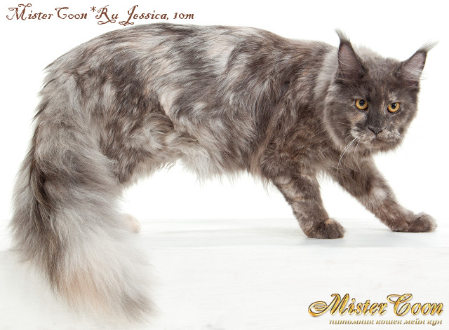 http://mistercoon.ru/images/stories/1SITE/Kitten/2013g/J/Jessica/5/jessica10w-07.jpg