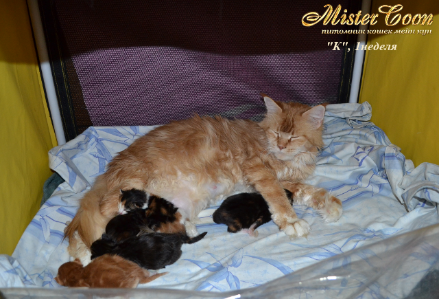 http://mistercoon.ru/images/stories/1SITE/Kitten/2013g/K/0/1m/K1n02.png