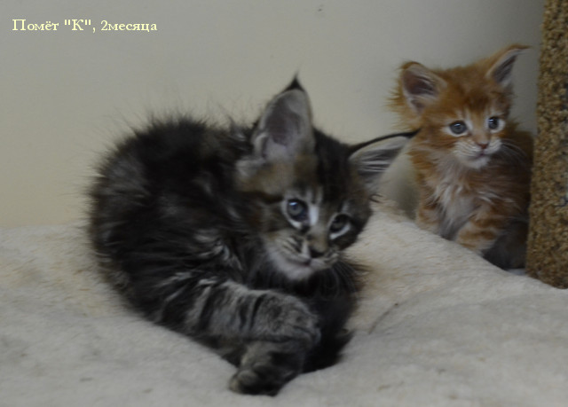 http://mistercoon.ru/images/stories/1SITE/Kitten/2013g/K/0/4/K2m03.jpg