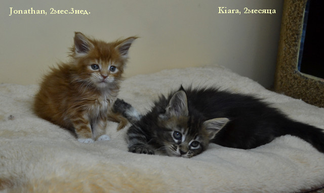 http://mistercoon.ru/images/stories/1SITE/Kitten/2013g/K/0/4/K2m04.jpg