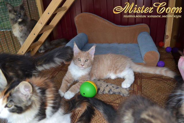 http://mistercoon.ru/images/stories/1SITE/Kitten/2013g/K/0/5/mai13g_07.jpg