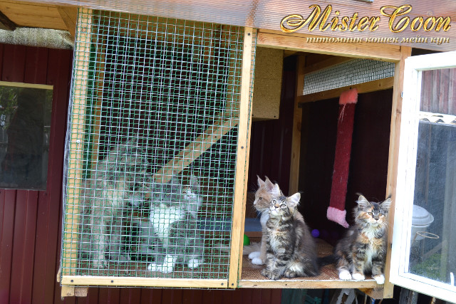 http://mistercoon.ru/images/stories/1SITE/Kitten/2013g/K/0/5/mai13g_10.jpg