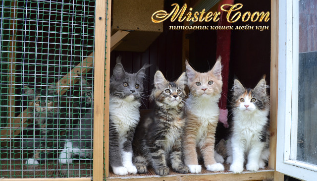 http://mistercoon.ru/images/stories/1SITE/Kitten/2013g/K/0/5/mai13g_12.jpg