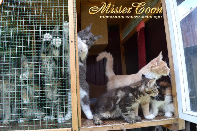 http://mistercoon.ru/images/stories/1SITE/Kitten/2013g/K/0/5/mai13g_13.jpg