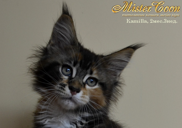 http://mistercoon.ru/images/stories/1SITE/Kitten/2013g/K/Kamilla/5/Kamilla2m3n_01.jpg