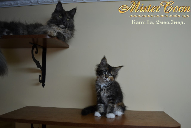 http://mistercoon.ru/images/stories/1SITE/Kitten/2013g/K/Kamilla/5/Kamilla2m3n_08.jpg