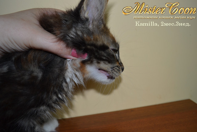 http://mistercoon.ru/images/stories/1SITE/Kitten/2013g/K/Kamilla/5/Kamilla2m3n_10.jpg