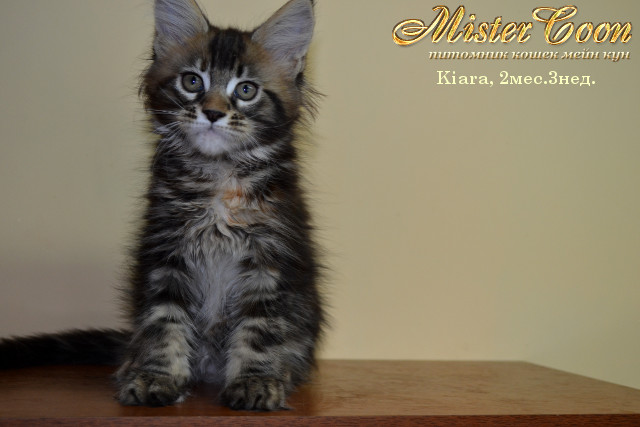 http://mistercoon.ru/images/stories/1SITE/Kitten/2013g/K/Kiara/5/Kiara2m3n_03.jpg