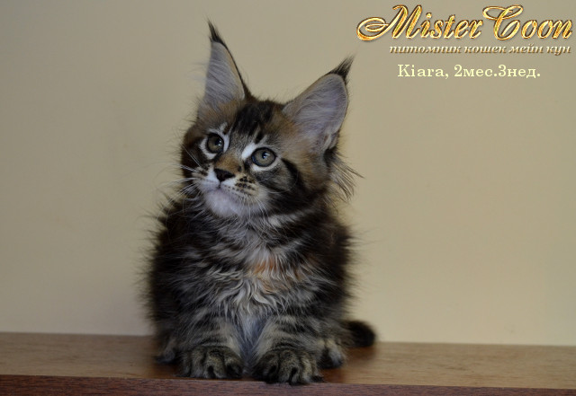 http://mistercoon.ru/images/stories/1SITE/Kitten/2013g/K/Kiara/5/Kiara2m3n_06.jpg