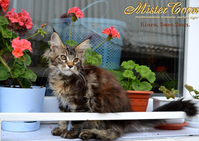 http://mistercoon.ru/images/stories/1SITE/Kitten/2013g/K/Kiara/7/Kiara3m2n_08.jpg