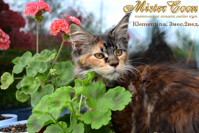 http://mistercoon.ru/images/stories/1SITE/Kitten/2013g/K/Klementina/6/Klementina3m2n_09.jpg