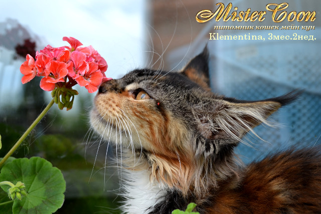 http://mistercoon.ru/images/stories/1SITE/Kitten/2013g/K/Klementina/6/Klementina3m2n_10.jpg