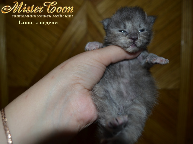 http://mistercoon.ru/images/stories/1SITE/Kitten/2013g/L/Laura/01/Laura2n_02.jpg