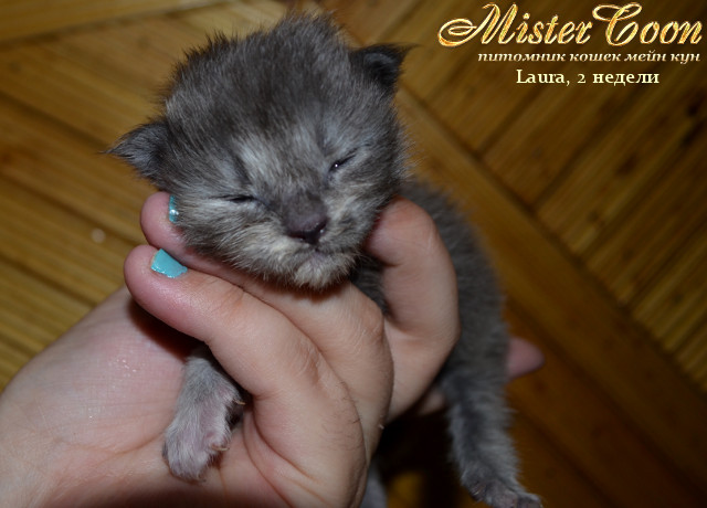 http://mistercoon.ru/images/stories/1SITE/Kitten/2013g/L/Laura/01/Laura2n_03.jpg