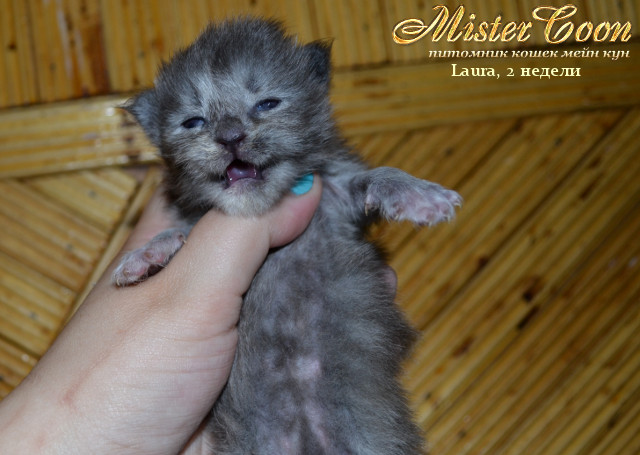http://mistercoon.ru/images/stories/1SITE/Kitten/2013g/L/Laura/01/Laura2n_04.jpg