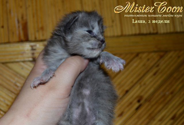 http://mistercoon.ru/images/stories/1SITE/Kitten/2013g/L/Laura/01/Laura2n_05.jpg