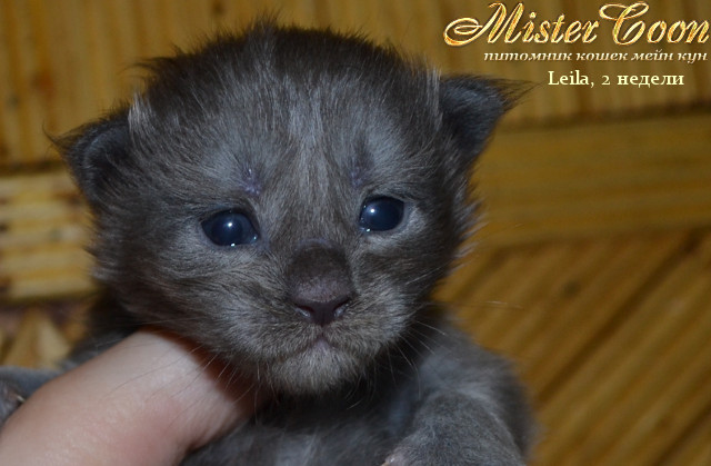 http://mistercoon.ru/images/stories/1SITE/Kitten/2013g/L/Leila/01/Leila2n_01.jpg