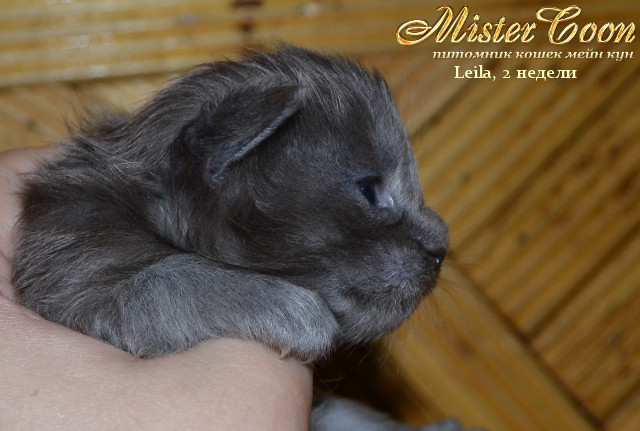 http://mistercoon.ru/images/stories/1SITE/Kitten/2013g/L/Leila/01/Leila2n_08.jpg