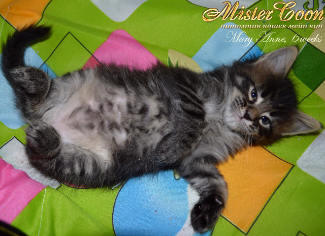 http://mistercoon.ru/images/stories/1SITE/Kitten/2013g/M/04/Mary6w_06.jpg