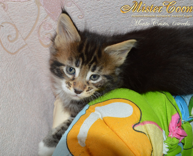 http://mistercoon.ru/images/stories/1SITE/Kitten/2013g/M/04/Monte6w_06.jpg