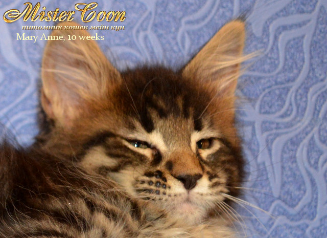 http://mistercoon.ru/images/stories/1SITE/Kitten/2013g/M/06/Mary10w_01.jpg
