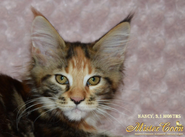 http://mistercoon.ru/images/stories/1SITE/Kitten/2014g/08/Nancy3.1_01.jpg