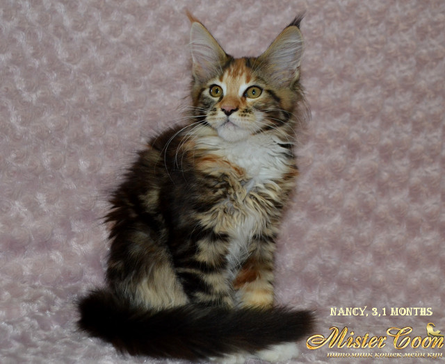 http://mistercoon.ru/images/stories/1SITE/Kitten/2014g/08/Nancy3.1_06.jpg