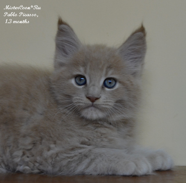 http://mistercoon.ru/images/stories/1SITE/Kitten/2014g/P/04/pablo1_3m05.jpg
