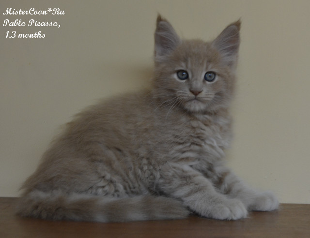 http://mistercoon.ru/images/stories/1SITE/Kitten/2014g/P/04/pablo1_3m06.jpg