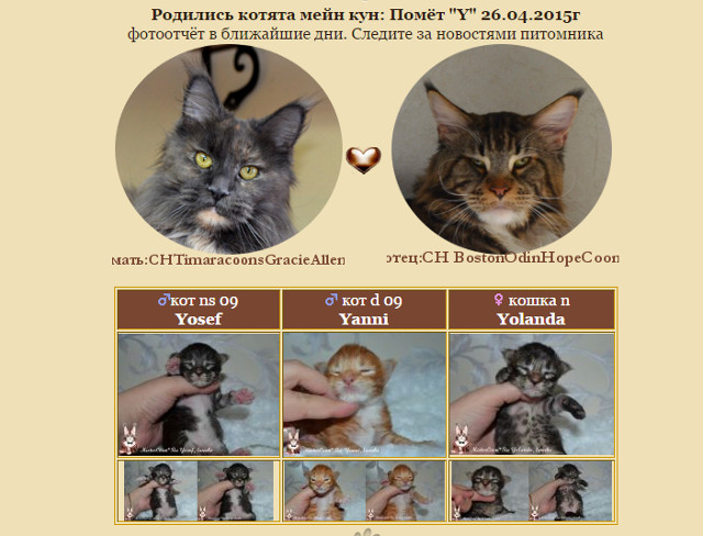 http://mistercoon.ru/images/stories/1SITE/Kitten/2015g/Y/1w.jpg
