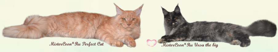 http://mistercoon.ru/images/stories/site/kittens/2015/C/01/roditeli.png