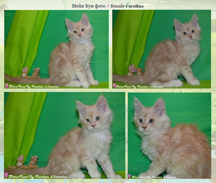 http://mistercoon.ru/images/stories/site/kittens/2015/C1/2.3/carolina_2.3.png