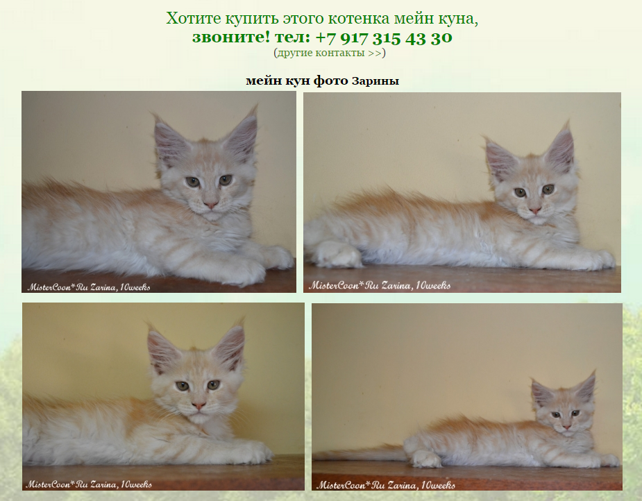 http://mistercoon.ru/images/stories/site/kittens/2015/Z/Zarina_10w.png